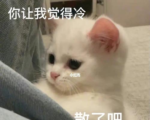 探寻猫咪英凶凶的灵魂之谜（揭秘游戏《灵猫传英凶凶》背后的猫咪英凶凶鉴）